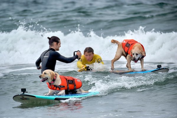 Auch Hunde können sich fürs Surfen begeistern - aber Schwimmwesten sind Pflicht. - © Richard Vogel/AP/dpa