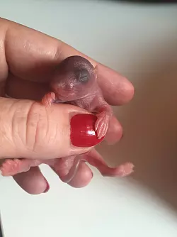 Als es in die Pflegestelle kam, wog dieses Eichh&ouml;rnchen 13 Gramm. - &copy; Kristine Gre&szlig;h&ouml;ner