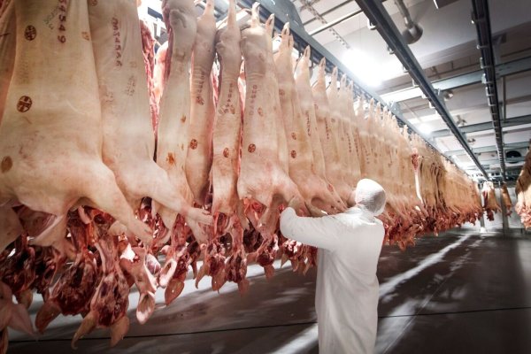 Frisch geschlachtete Schweine hängen in einem Kühlhaus des Fleischunternehmens Tönnies. - © Bernd Thissen/dpa/Symbolbild