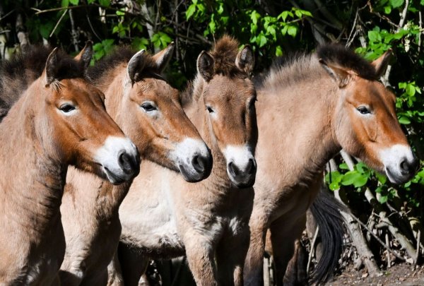 Die Przewalski-Pferde im Tierpark Berlin. Die Tiere sind nach ihrem Entdecker, dem russischen Forscher Nikolaj Przewalski, benannt. - © Jens Kalaene/dpa