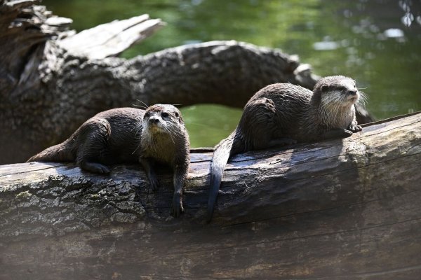 So sitzt es sich gemütlich - Otter brauchen allerdings viel Bewegung. - © Sebastian Christoph Gollnow/dpa