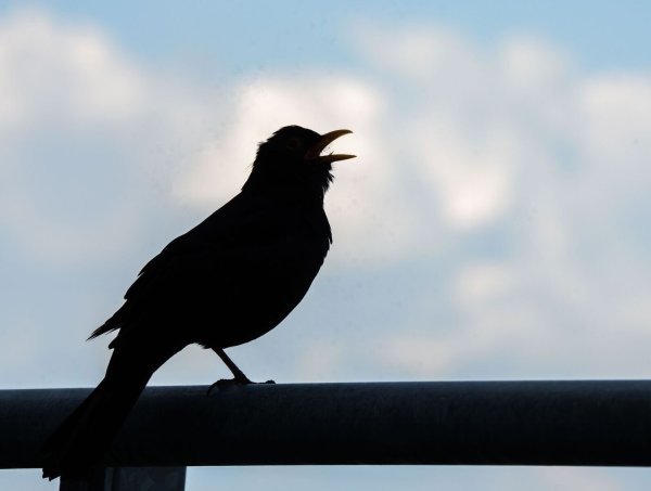 Wer bei der «Stunde der Gartenvögel» mitmachen möchte, beobachtet eine Stunde lang die Vögel im Garten, am Balkon, vor dem Fenster oder im Park. - © Frank Rumpenhorst/dpa