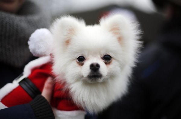 Weihnachtsmarkt ist nichts für Hunde - © Foto: Ina Fassbender/dpa/dpa-tmn