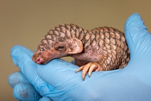 Vom Aussehen her erinnert das neugeborene Exoten-Tier an einen Tannenzapfen. - © Miroslav Bobek/Zoo Prag/dpa