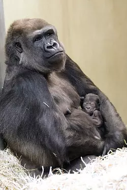 Gorilla-Nachwuchs im Zoo Berlin - &copy; Foto: -/Zoo Berlin/dpa