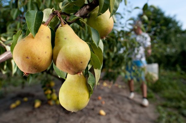 Birnenernte - © Foto: Klaus-Dietmar Gabbert/dpa-tmn