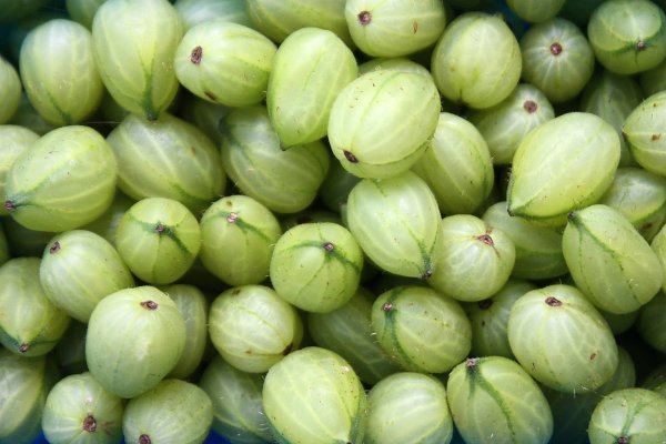 Frische Stachelbeeren - © Foto: Mascha Brichta