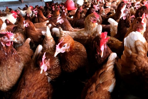 Verseuchtes Futter: Die Hühner in den betroffenen Betrieben müssen geschlachtet werden. - © Andreas Frücht