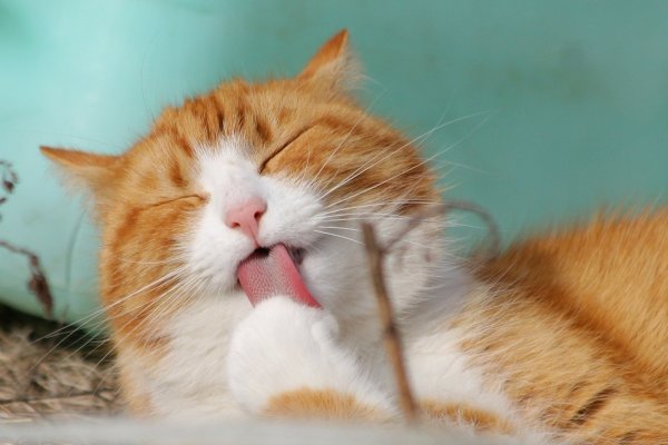 Was müssen Tierhalter jetzt wissen? Fragen und Antworten. - © Pixabay