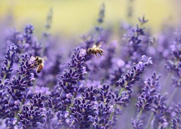 Alles brummt: Bienen im Blütenfeld. - © Symbolfoto Pixabay
