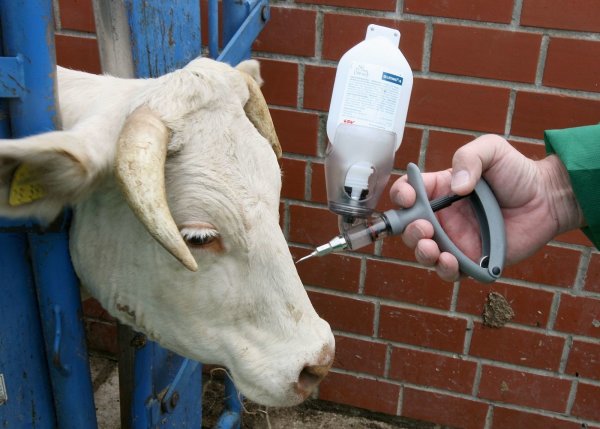 Spritze: Ein Veterinär impft eine Kuh gegen die Blauzungenkrankheit. Bei Großtierärzten droht ein Engpaß. - © dpa