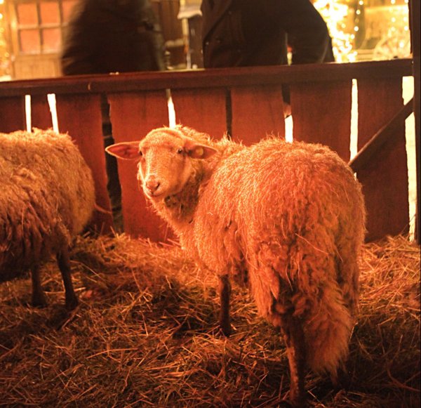 Vergangene Zeiten: Ein Schaf in der "Lebenden Krippe" auf dem Salzufler Weihnachtstraum. Bei den einen beliebt, bei den anderen als Tierquälerei verschrien.    - © Archivfoto: Vera Gerstendorf-Welle