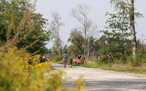 Die Senne lädt geradezu zum Wandern ein. Der riesengroße Rundwanderweg und zehn Erlebnistouren sollen nun den Tourismus rund um das Naturschutzgebiet ankurbeln. - © Martin Düsterberg