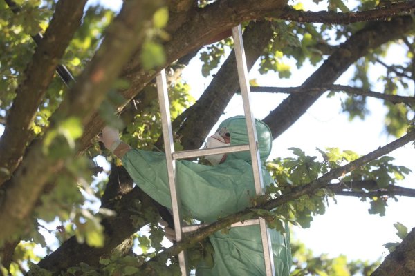 Ein Experte im Schutzanzug saugt die Raupen des Eichenprozessionsspinners aus dem Baum in Bielefeld. - © Sarah Jonek
