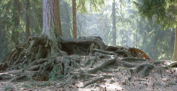 Zeichen für mehr Naturschutz: Das wollen CDU und Grüne setzen. - © Vera Gerstendorf-Welle