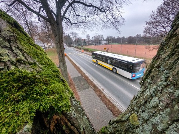 Im erweiterten Bereich des Sportplatzes an der Realschule I werden einige Bäume für den geplanten Parkplatzbau gefällt. Allerdings werden auch neue wieder angepflanzt. - © Torben Gocke