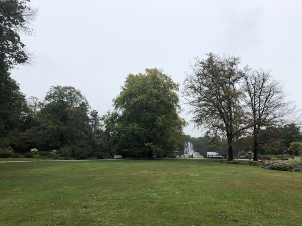 Zwei gesunde und zwei kranke Rotbuchen: Dieses stattliche Bäume-Quartett am Eingang am Kurparksee ist in einem unterschiedlichen Zustand, den auch ein Laie erkennen kann. - © Thomas Reineke