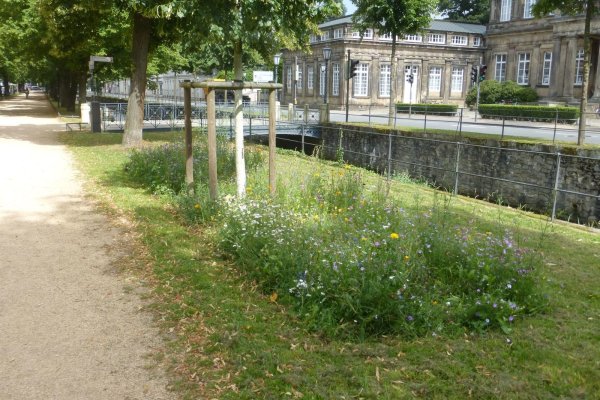 Diese Blühwiese an der Allee ist von den Städtischen Betrieben der Stadt Detmold angelegt worden. - © Stadt Detmold