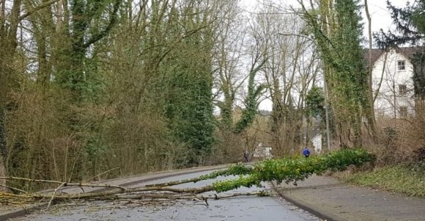 Ein umgefallener Baum behindert den Straßenverkehr in Nordlippe. - © TV Freitag