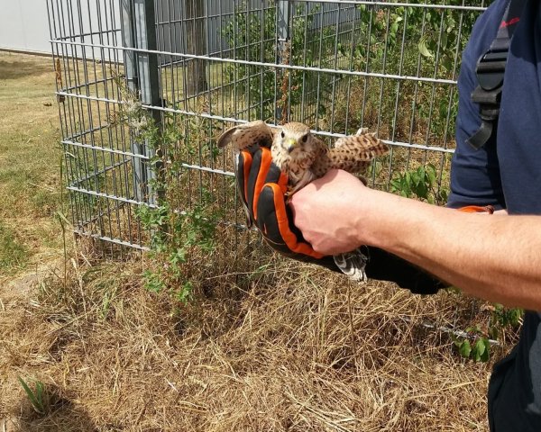 In Sicherheit: Nach der Rettung durch die Freiwillige Feuerwehr Lage wurde der falke an die Adlerwarte Berlebeck übergeben. - © Freiwillige Feuerwehr Lage