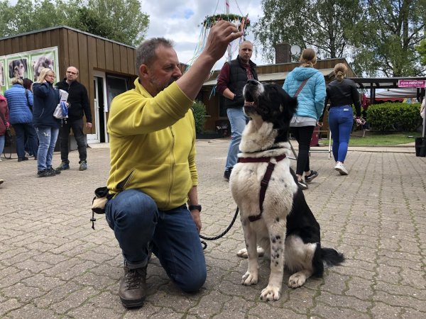 Aufgepasst: Jürgen Krüll, der ehrenamtlich mit Hunden des Tierheims spazieren geht, hält ein Leckerli in die Luft. Die dreijährige Polly, ein mittelasiatischer Schäferhund, guckt interessiert. - © Sven Kienscherf
