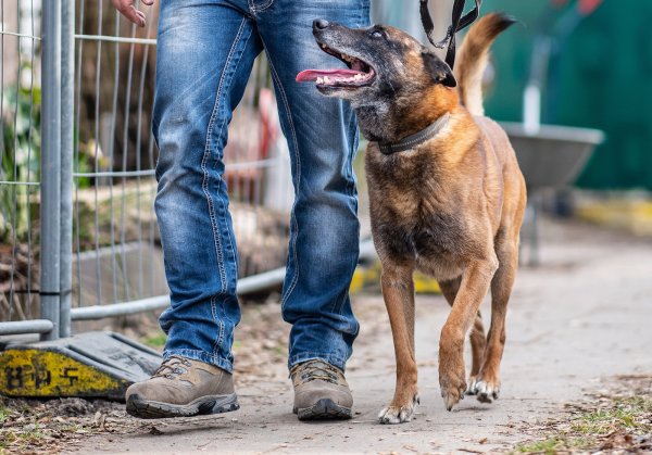Der Diensthundeführer Jörg Siebert geht mit seinem Belgischen
Schäferhund Artus, der auf Datenträger spezialisiert ist, an der
abgesperrten Parzelle des mutmaßlichen Täters auf dem Campingplatz
Eichwald in Lügde vorbei. - © Guido Kirchner/dpa