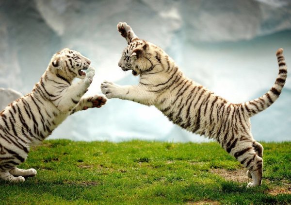 Die weißen Tiger im Safaripark. - © Archivfoto: Andreas Fruecht