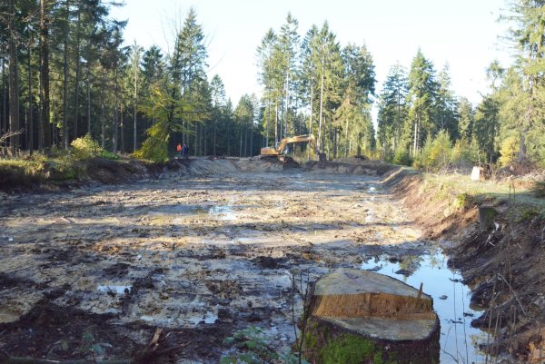 Seerosenteich: Immer wieder lief das Stehgewässer im Fauna-Flora-Habitat-Gebiet im Schwalenberger Wald leer. Eine umfangreiche Sanierung soll den besonderen Lebensraum sichern. - © Tanja Watermann