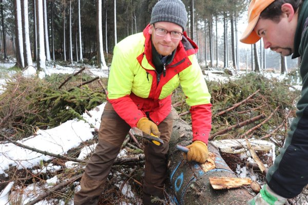Forstreferendar Mathias Schwermer schält die Rinde einer Fichte ab, um den Käferbefall genau analysieren zu können. - © Sigrun Müller-Gerbes