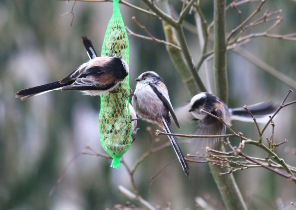 In luftiger Höhe: Zwei Schwanzmeisen bedienen sich an einem Futtersäckchen, das an einem Baum angebracht ist. Charakteristisch für diesen Vogel ist der lange Schwanz, der im Durchschnitt etwa drei Viertel seiner Gesamtlänge ausmacht. - © Martin Düsterberg