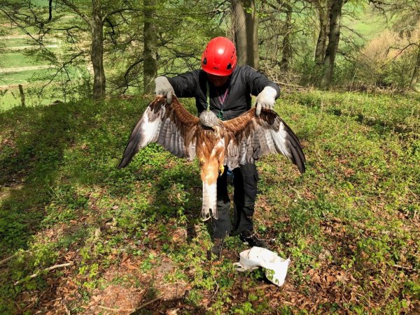 Ein herber Verlust für den Artenschutz: Frank Ahnfeldt von der Biologischen Station Kreis Paderborn-Senne beim Bergen des verendeten Rotmilan-Weibchens in der Nähe des Horstes in Dörenhagen - © Biologische Station