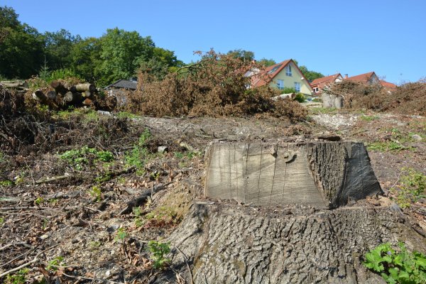 Die Bäume des kleinen Wäldchens waren zum überwiegenden Teil krank und mussten deshalb abgeholzt werden. - © Karin Prignitz