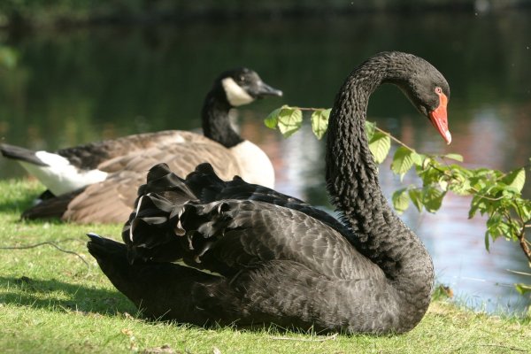 Viele Bürger haben Anteil an dem Tod von „Baucis" genommen. Der Trauerschwan „Philemon" soll aber auf keinen Fall allein bleiben. - © Vera Gerstendorf-Welle