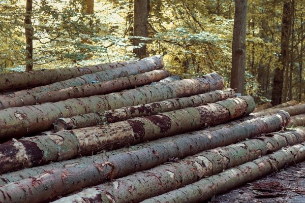 Erhebliche Schäden zeigt der Fichtenbestand im Blomberger Wald. - © Symbolbild: Pixabay