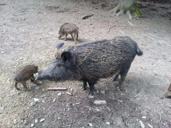 Die Afrikanische Schweinepest breitet sich in Osteuropa und jetzt auch in Belgien aus. Für Menschen ist das Virus ungefährlich, aber für Haus- und Wildschweine ist es fast immer tödlich. - © Silke Buhrmester