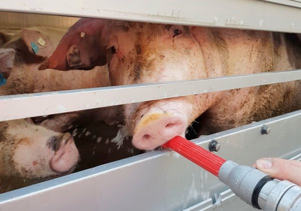 Das Foto der Polizei zeigt Schweine in einem Tiertransport, die von der Feuerwehr mit Wasser versorgt werden. - © Polizei Dortmund