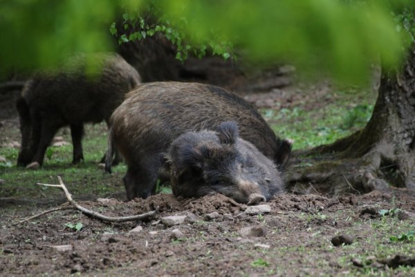 In Polen, unweit der deutschen Grenze, wurde die Afrikanische Schweinepest bei einem Wildschwein nachgewiesen. - © Simone Flörke