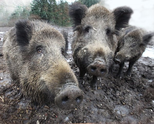 Sie sehen niedlich aus, aber mit ihnen ist nicht gut Kirschen essen. Wenn Wildschweine in Rage geraten, dann sollte man möglichst weit weg sein. In Schötmar und Ehrsen-Breden sind zwei Tiere einer Rotte in die Häuser gestürmt. - © Vera Gerstendorf-Welle