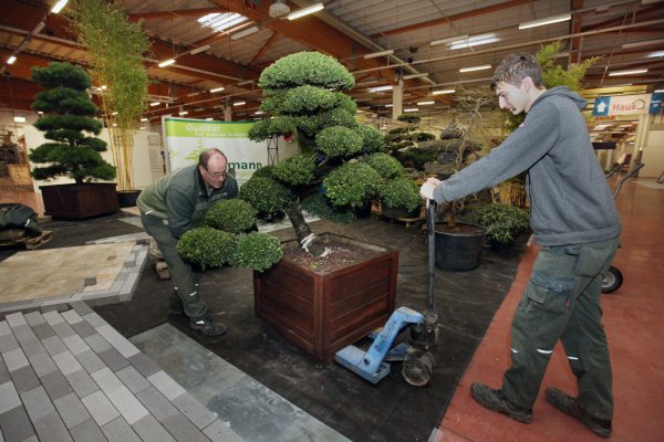 Der Herforder Gartenbaumeister Hans-Joachim Kleimann bringt mit Hilfe seines Auszubildenden Max Tersteegen eine 35 Jahre alte Japanische Stechpalme auf ihren Platz in der kleinen Garteninstallation in der Messehalle. - © Bernhard Preuss