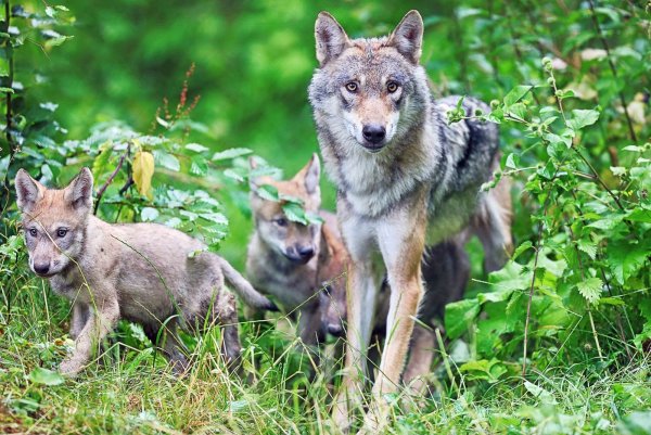 Eine Wölfin, Fähe genannt, und ihre Welpen. Solch ein Familienverband wurde bisher in der Senne noch nicht beobachtet. Doch die Region der Sennelandschaft gilt weiterhin als Wolfsgebiet. Jüngst tappte ein wolfsähnliches Tier in eine Fotofalle. - © Sarah Jonek