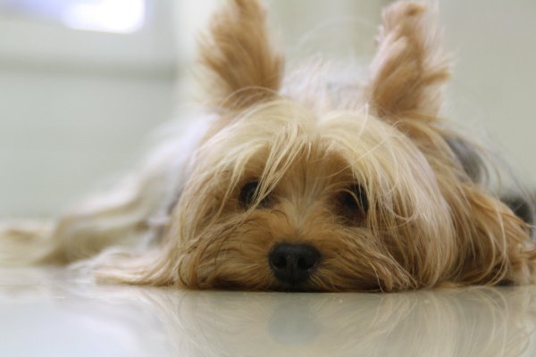 Ein Yorkshire-Terrier wie dieser wurde im Fressnaps in Bad Oeynhausen totgebissen. - © Symbolbild: Pixabay
