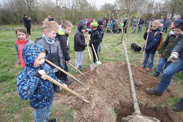 Nachwuchs-Gärtner: Der zehnjährige Ben-Silas Westheider (links) und andere Kinder greifen zu kleinen Spaten, um einen von 39 Apfelbäumen auf der Ausgleichsfläche in Bavenhausen zu pflanzen. - © Jens Rademacher