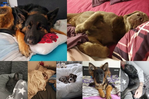 Haben Hunde etwas im Bett verloren? - © Privat