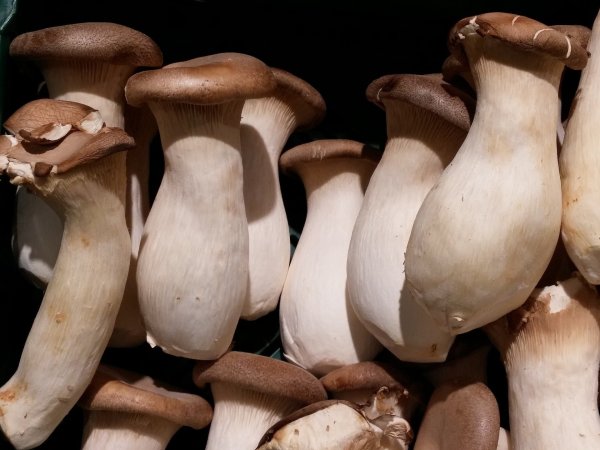 Kräuterseitlinge als Hauptzutat in einer Suppe. - © Pixabay