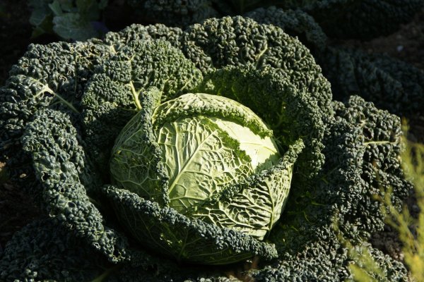 Grünkohl kann man super zu einer Suppe verarbeiten. - © Symbolbild: Pixabay