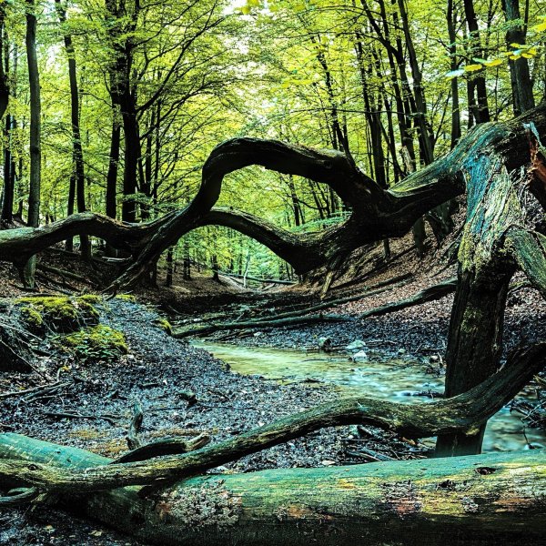 Wertvolles Feuchtgebiet: Der Haustenbach in der Senne führt zeitweise sehr wenig Wasser. Das Totholz zahlreicher Bäume liegt an den Ufern des Flusslaufs herum.  - © Förderverein Nationalpark Senne-Eggegebirge