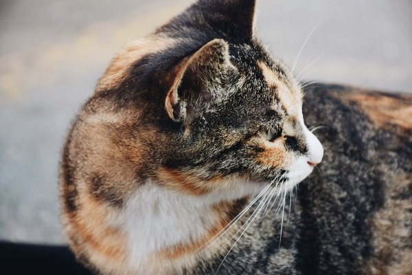Eine Katze mit schweren Verletzungen ist schon am 10. Mai in Wahmbeckerheide gefunden und zu einem Tierarzt gebracht worden. - © Symbolbild: Pixabay