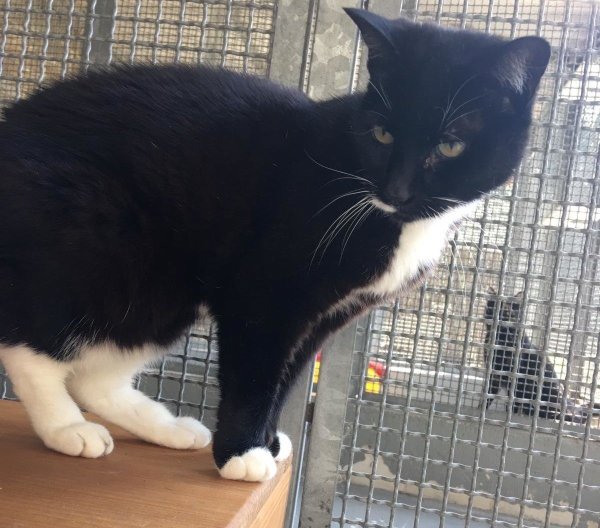 Pupsi sucht dringend ein neues Zuhause. - © Tierheim Detmold