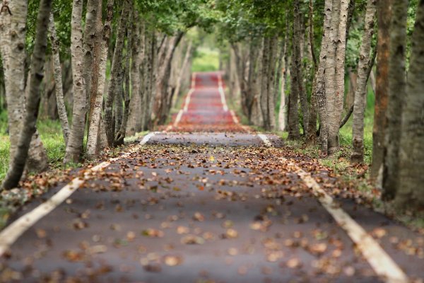 Symbolbild Bäume - © Pixabay