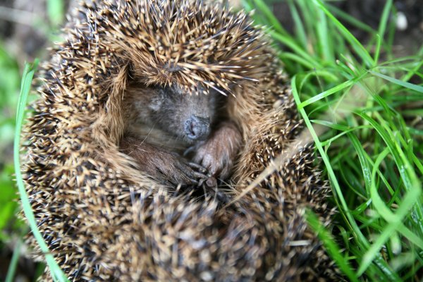 Kuschelt mit sich selbst: Ein zusammengerollter Igel schützt sich vor der Umwelt. - © Vera Gerstendorf-Welle